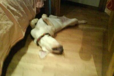 Los veterinarios del 21% al 10% en el IVA en España