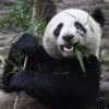 Panda gigante. Fuente: flickr. Autor: Chen Wu
