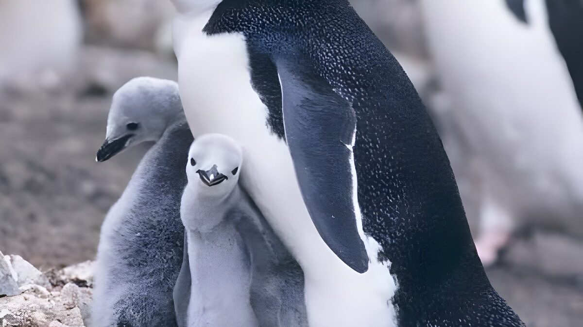 Los pingüinos también se ponen los cuernos