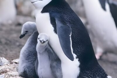 Los pingüinos también se ponen los cuernos