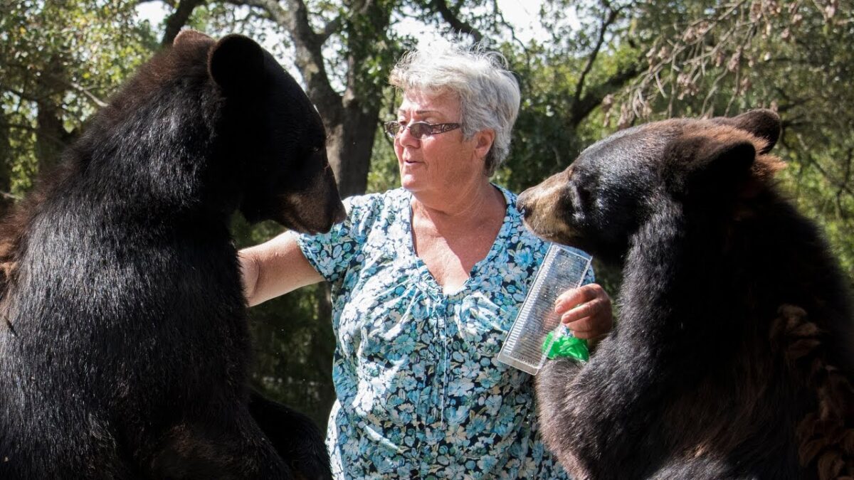 Mascotas y criaturas feroces… peligrosas