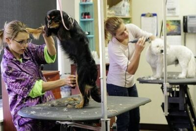 Técnicas para aumentar las ventas en una tienda de animales