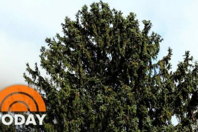 La Navidad se inicia con el árbol en Rockefeller Center