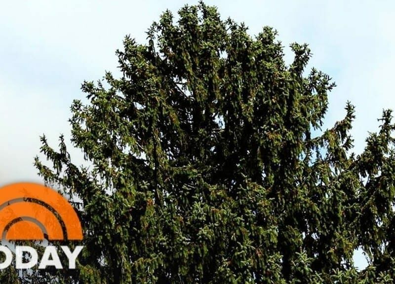 La Navidad se inicia con el árbol en Rockefeller Center