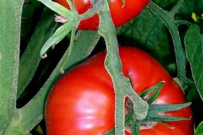 Hallan cómo mejorar el sabor de los tomates comerciales
