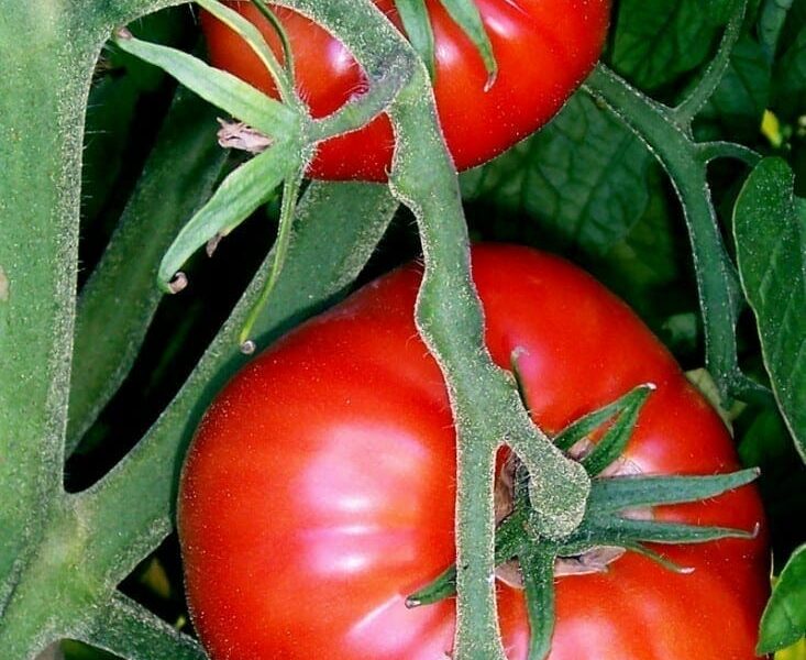 Hallan cómo mejorar el sabor de los tomates comerciales
