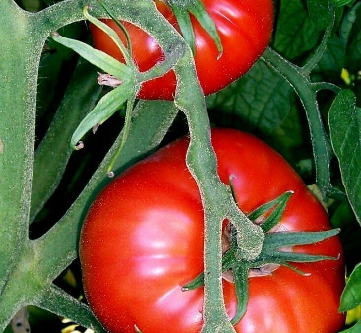 Hallan cómo mejorar el sabor de los tomates comerciales