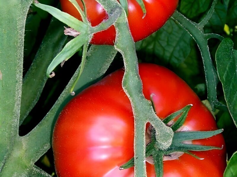 Hallan cómo mejorar el sabor de los tomates comerciales