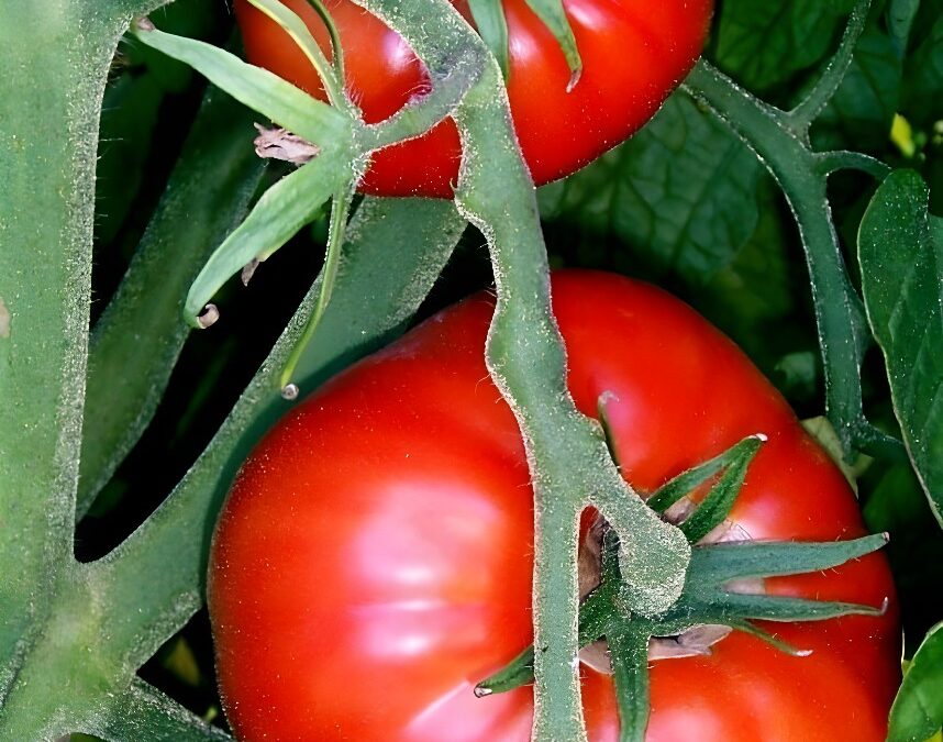 Hallan cómo mejorar el sabor de los tomates comerciales