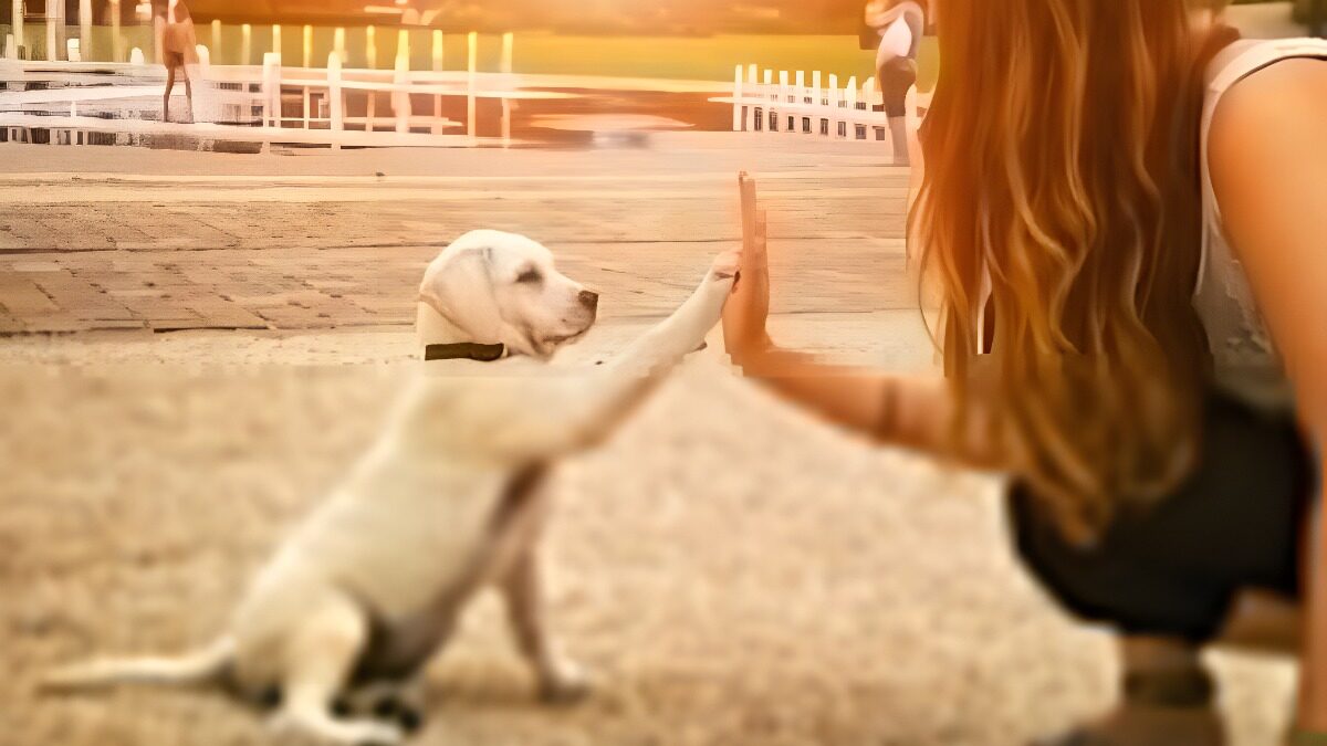 Algunas de las tendencias en el mercado de mascotas en 2017