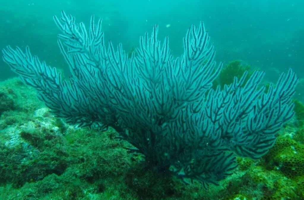 El océano Pacífico oriental ve peligrar sus jardines submarinos por el calentamiento global
