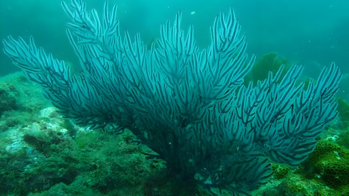 El océano Pacífico oriental ve peligrar sus jardines submarinos por el calentamiento global