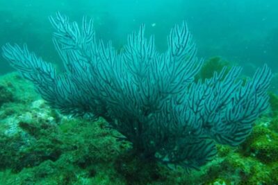 El océano Pacífico oriental ve peligrar sus jardines submarinos por el calentamiento global