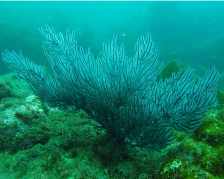 El océano Pacífico oriental ve peligrar sus jardines submarinos por el calentamiento global