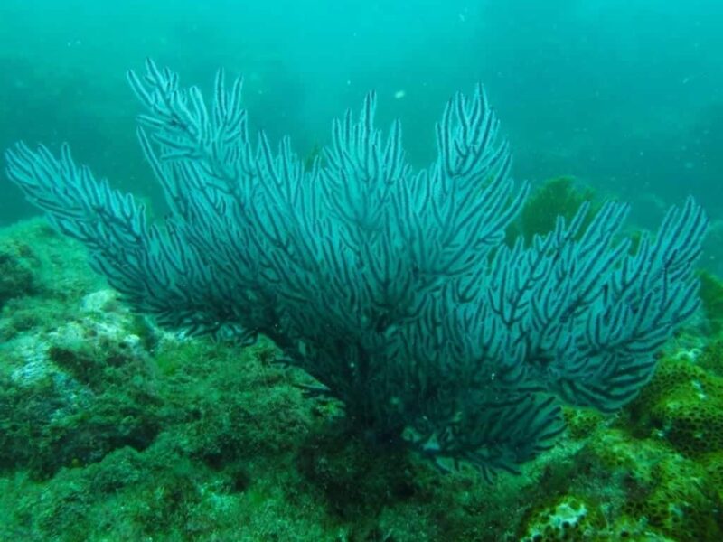 El océano Pacífico oriental ve peligrar sus jardines submarinos por el calentamiento global