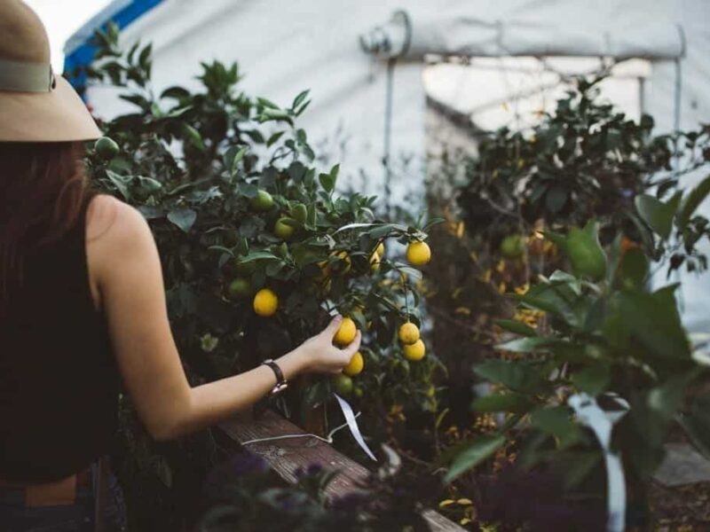 La apuesta por los huertos urbanos es cada vez mayor