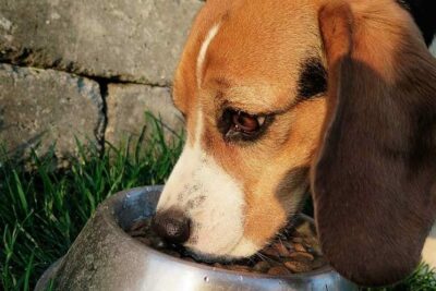 El ‘buen comer’ se instala en la dieta de perros y gatos