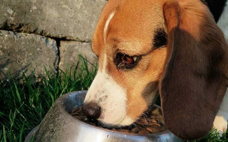 El ‘buen comer’ se instala en la dieta de perros y gatos