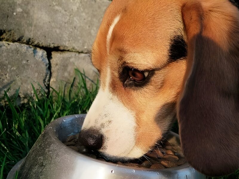 El ‘buen comer’ se instala en la dieta de perros y gatos