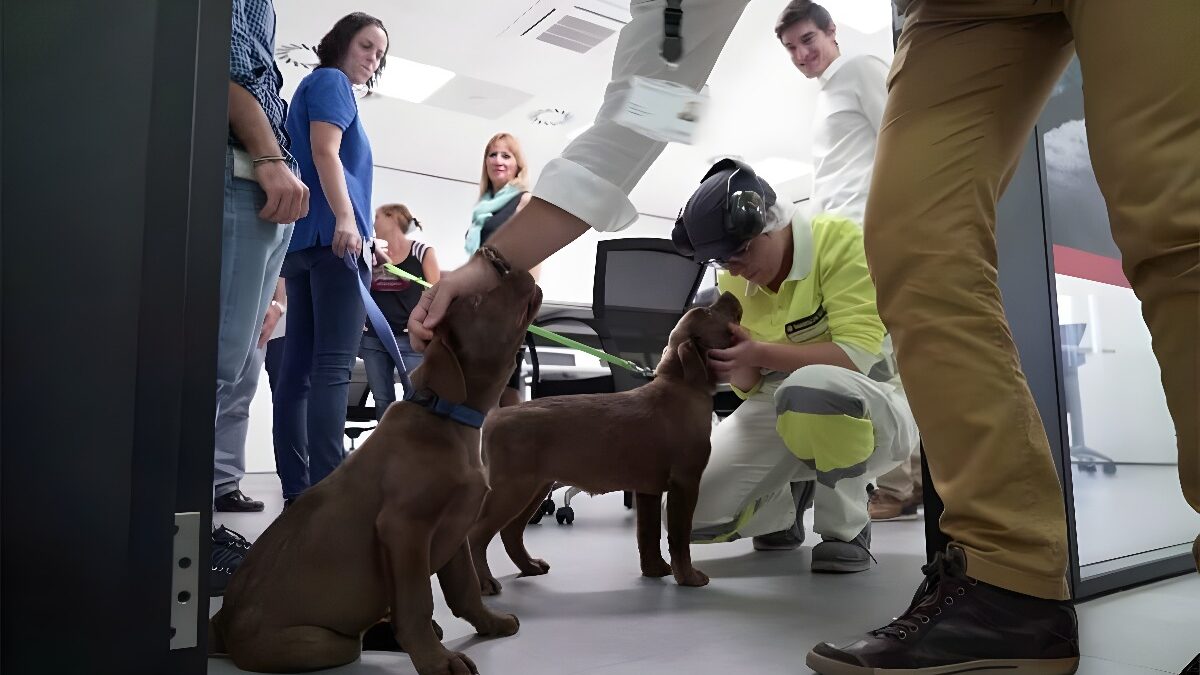 Purina colabora con Fundación Adecco y Associació CRIT para socializar a futuros perros de terapia