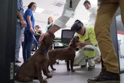Purina colabora con Fundación Adecco y Associació CRIT para socializar a futuros perros de terapia