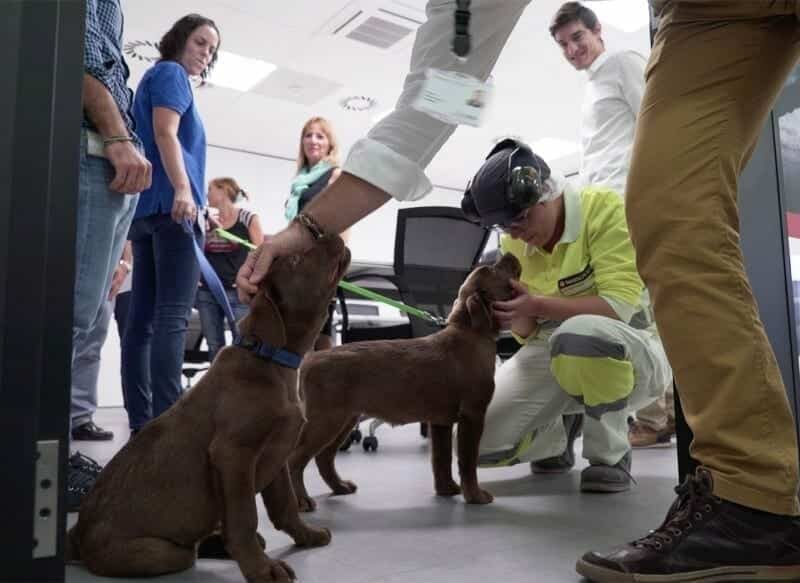 Purina colabora con Fundación Adecco y Associació CRIT para socializar a futuros perros de terapia