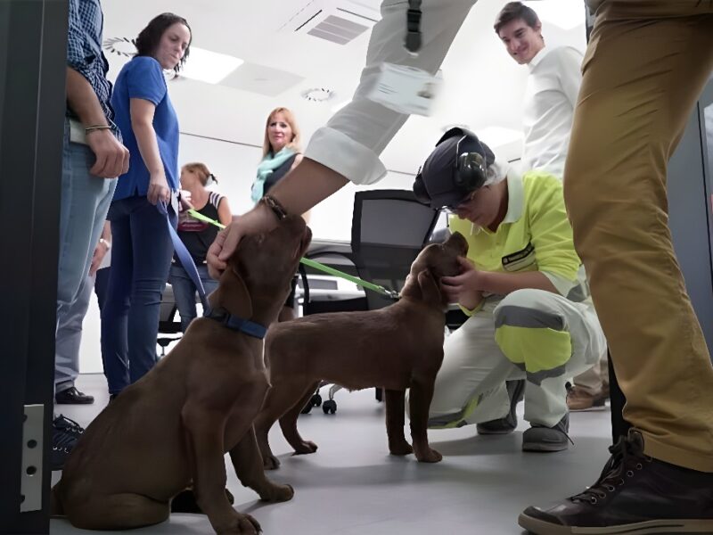 Purina colabora con Fundación Adecco y Associació CRIT para socializar a futuros perros de terapia