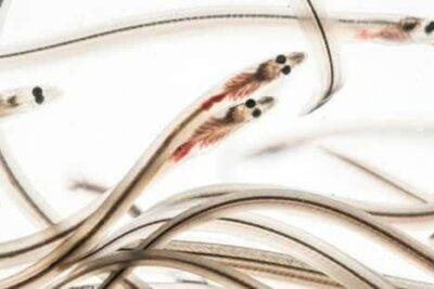 Comienza la temporada de angulas