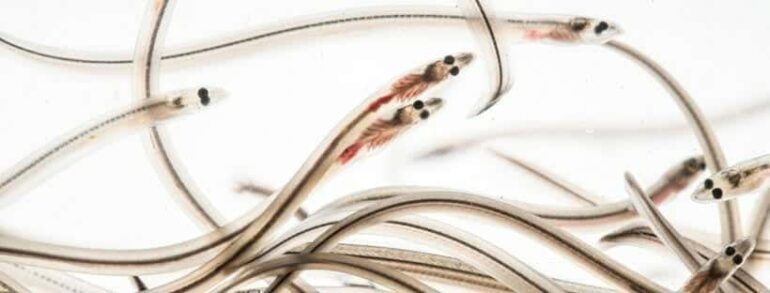 Comienza la temporada de angulas