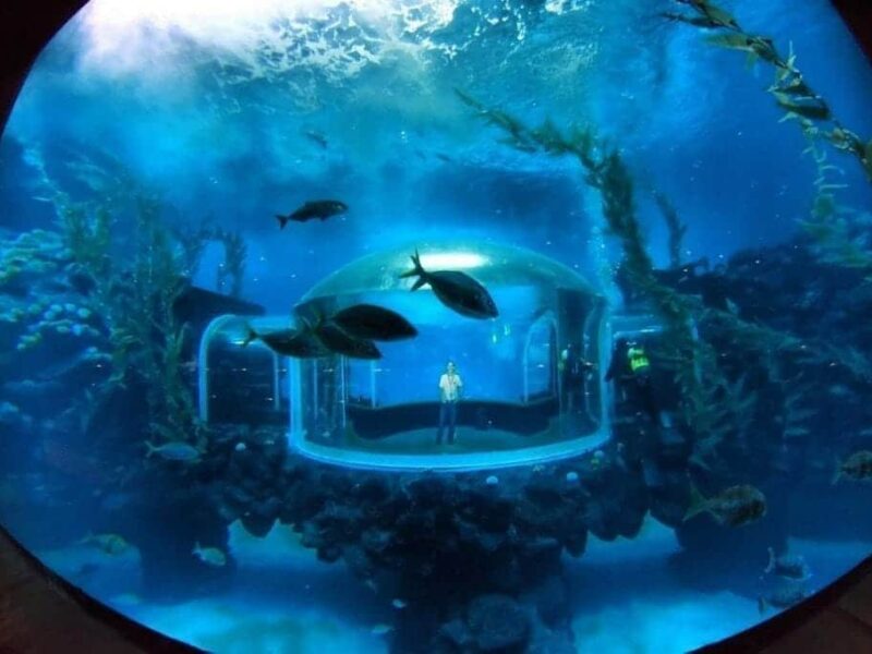 El acuario «Poema del Mar» abre sus puertas al público hoy 8 de enero