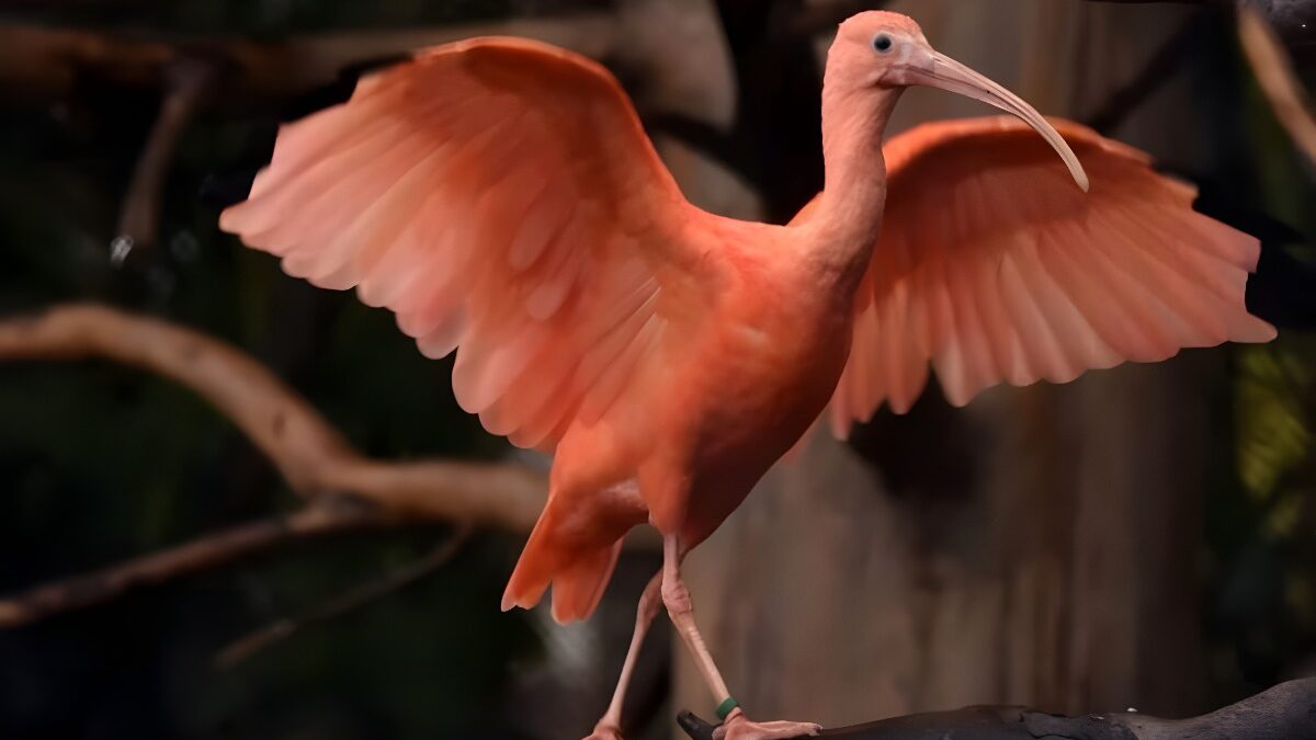 Loro Parque ve crecer a dos crías de Ibis Escarlata
