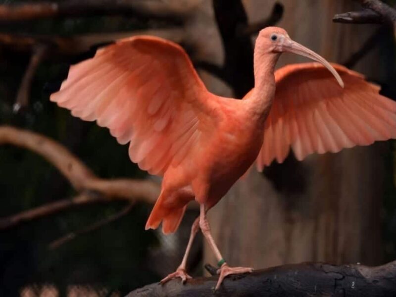 Loro Parque ve crecer a dos crías de Ibis Escarlata