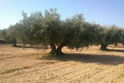 Los nuevos fundamentos de la dieta del siglo XXI