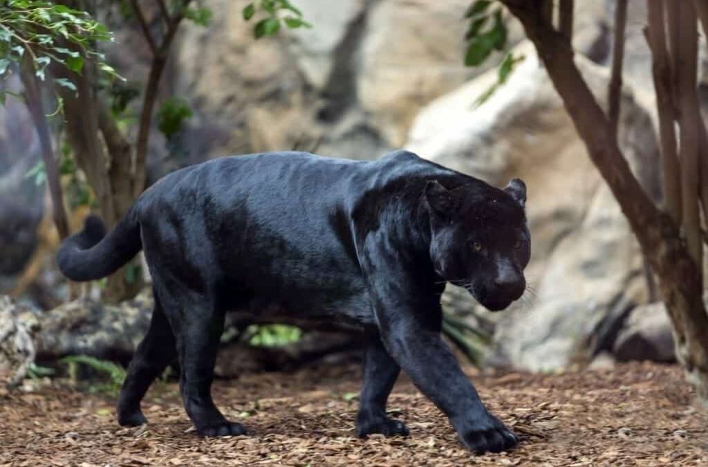 Loro Parque celebra el Día Mundial de la Vida Silvestre con una semana dedicada a sus Grandes Felinos