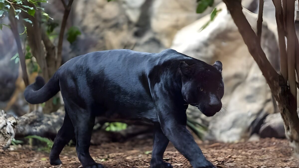 Loro Parque celebra el Día Mundial de la Vida Silvestre con una semana dedicada a sus Grandes Felinos