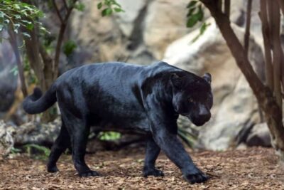 Loro Parque celebra el Día Mundial de la Vida Silvestre con una semana dedicada a sus Grandes Felinos
