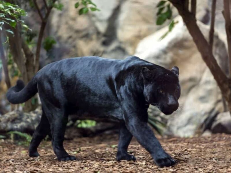 Loro Parque celebra el Día Mundial de la Vida Silvestre con una semana dedicada a sus Grandes Felinos