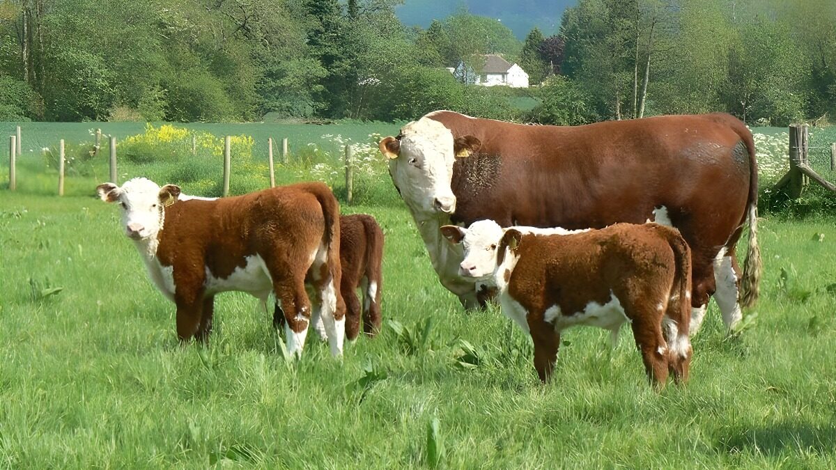 Año fuerte para las exportaciones de carne del Reino Unido
