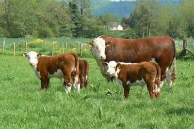 Año fuerte para las exportaciones de carne del Reino Unido