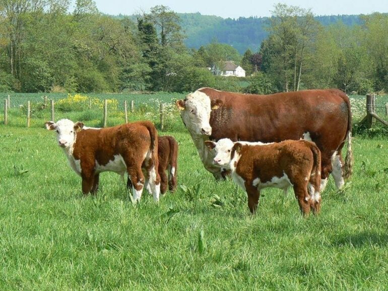 Año fuerte para las exportaciones de carne del Reino Unido