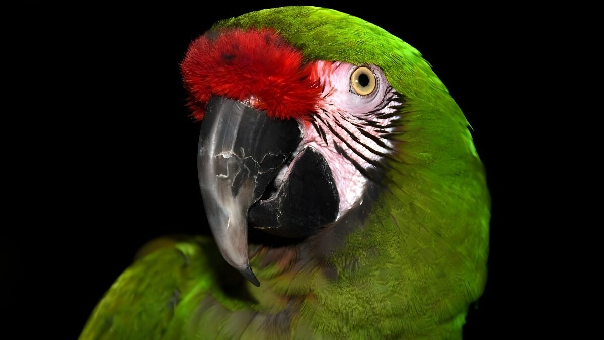 Loro Parque Fundación desarrolla con éxito un proyecto para la conservación del Guacamayo Militar