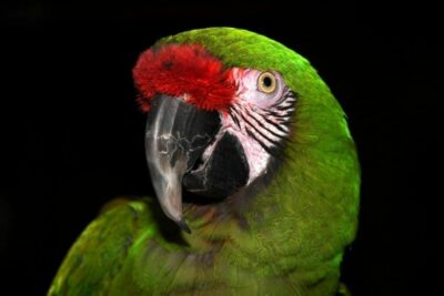 Loro Parque Fundación desarrolla con éxito un proyecto para la conservación del Guacamayo Militar