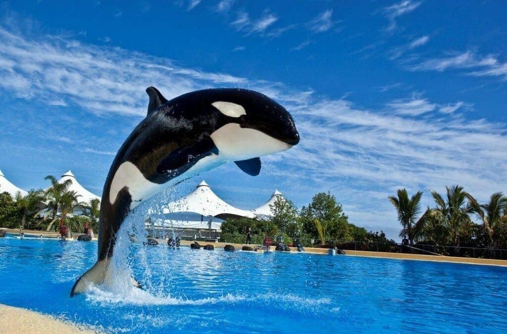 Justicia holandesa respalda a Loro Parque en el caso de orca Morgan