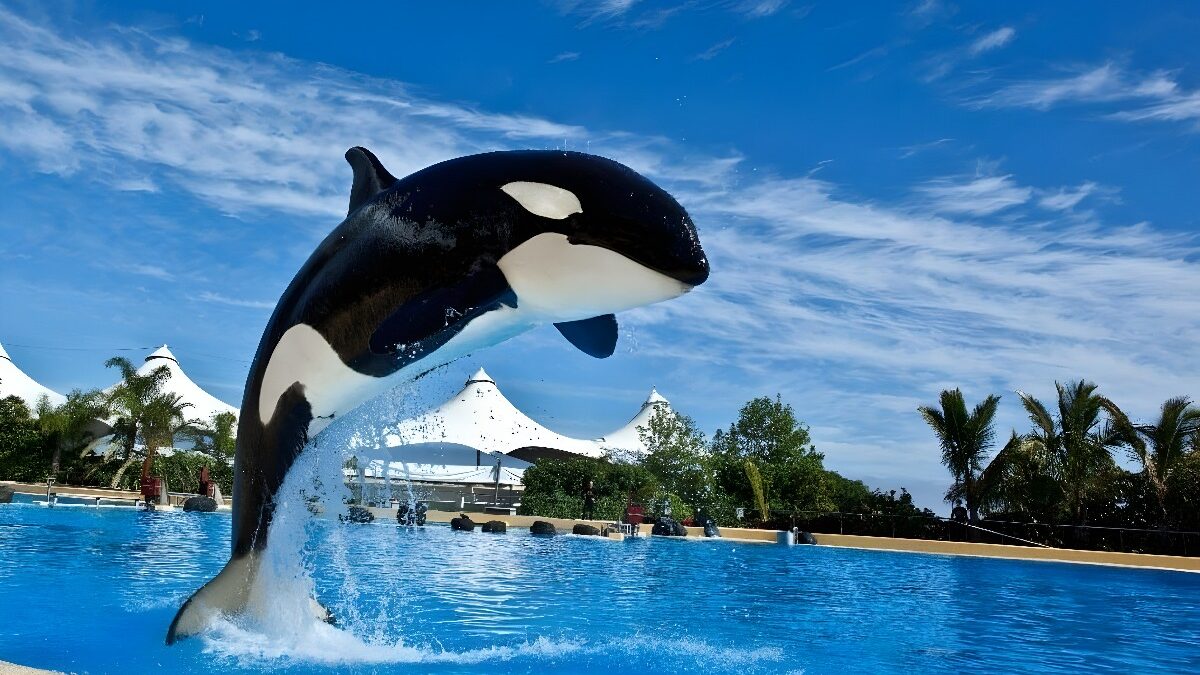 Justicia holandesa respalda a Loro Parque en el caso de orca Morgan