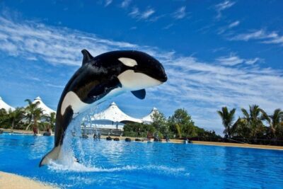 Justicia holandesa respalda a Loro Parque en el caso de orca Morgan