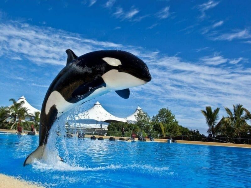 Justicia holandesa respalda a Loro Parque en el caso de orca Morgan