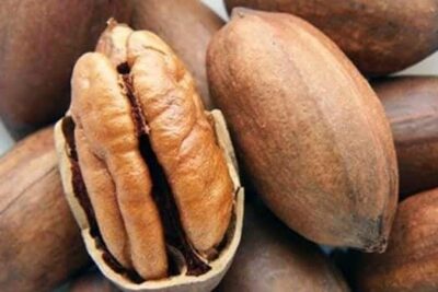 Grasas Omega 9 principal beneficio de la nuez pecanera mexicana