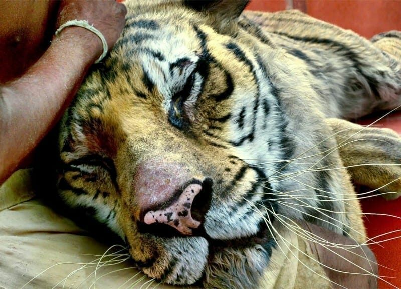 ‘La Vida de Pi’ (2012), de Ang Lee. Crítica de la Película