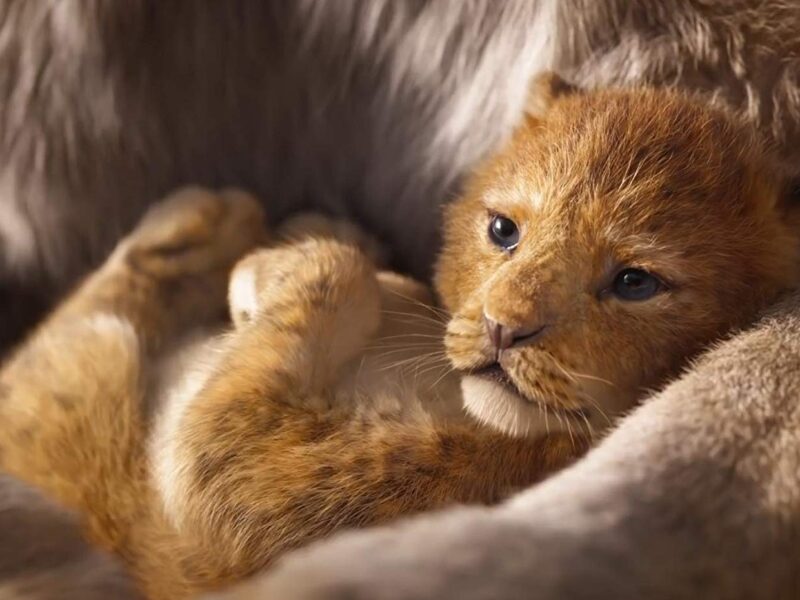 Primeras imágenes de El Rey León de Disney