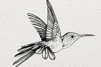 Ilustradores y músicos indies se unen por los animales en extinción en Save The Colors